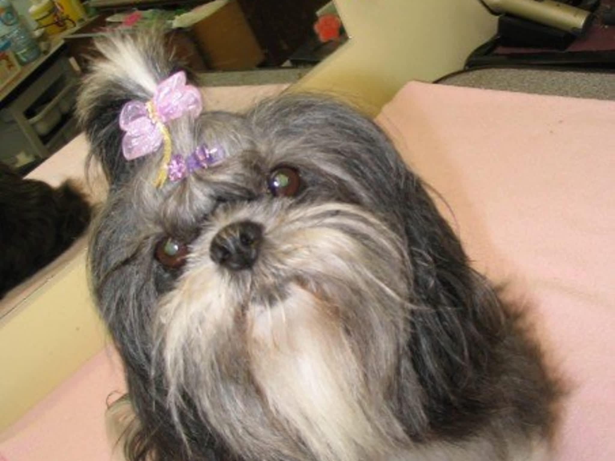 photo Courtenay Grooming Salon