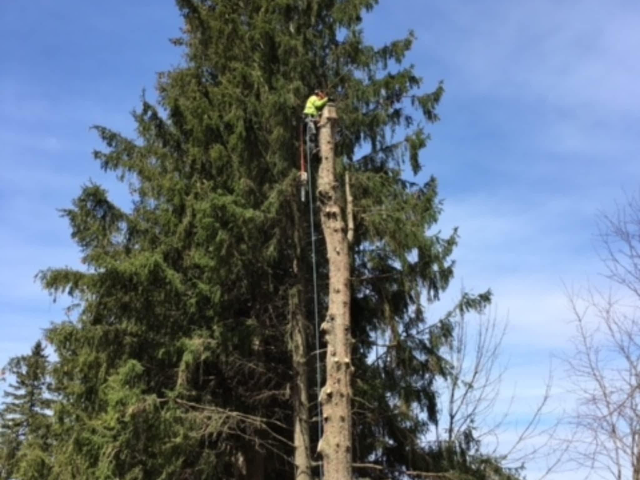photo Ott's Tree Service