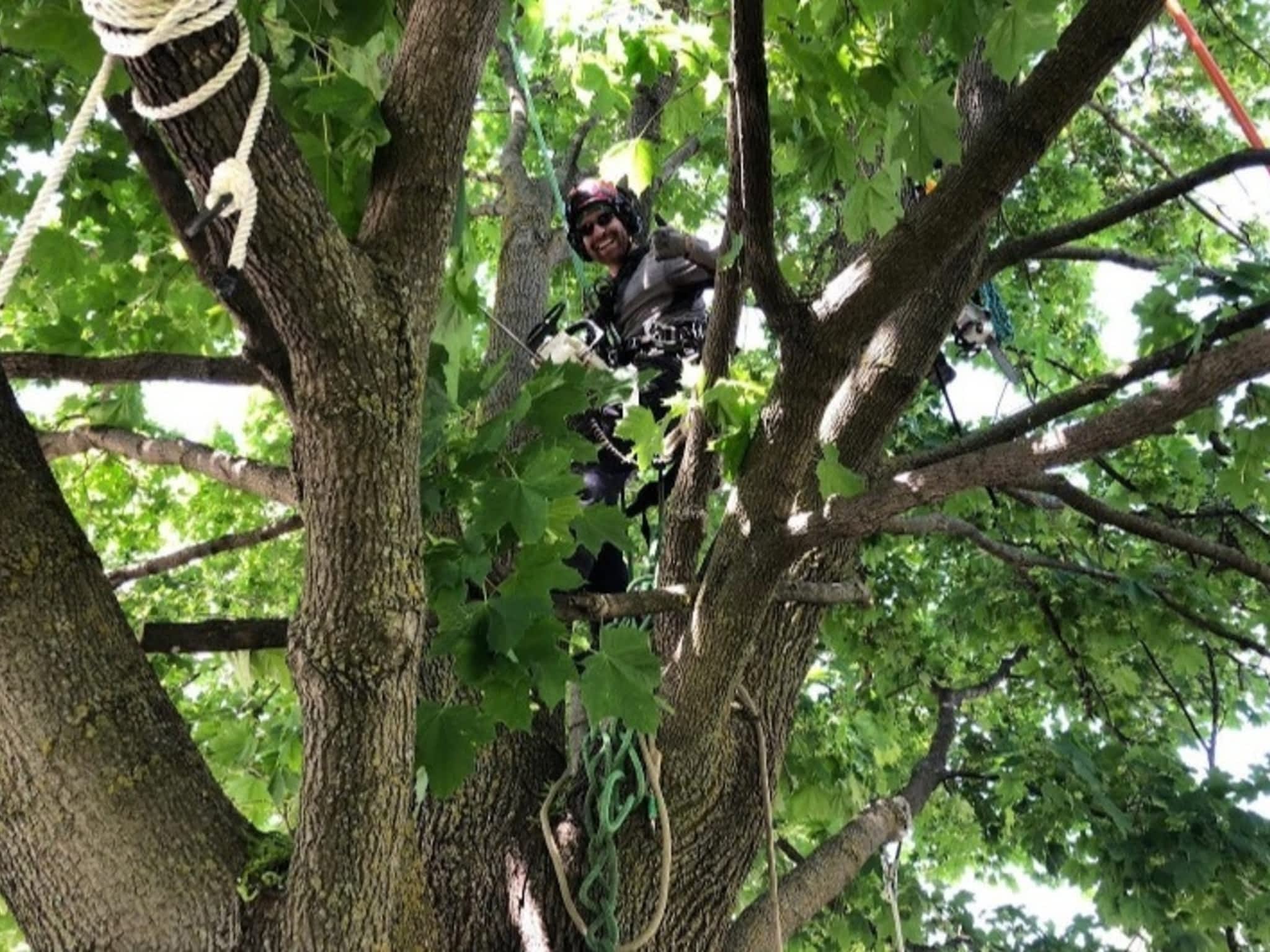 photo Arbo-douceur inc