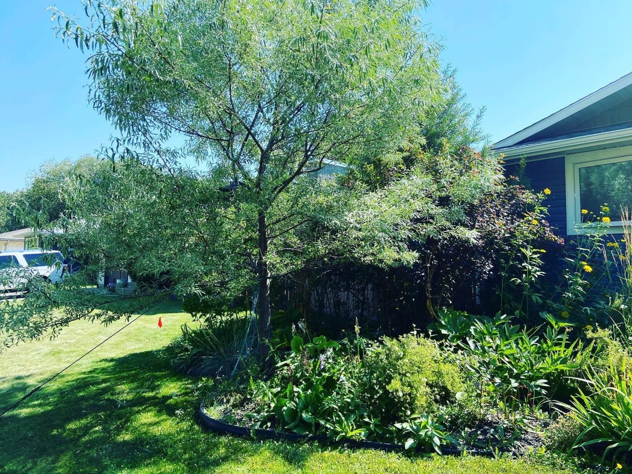 photo Mayday Tree Services