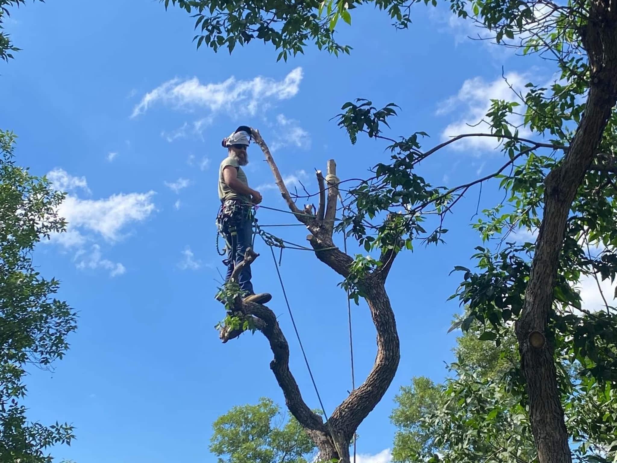 photo Sunset Tree Co