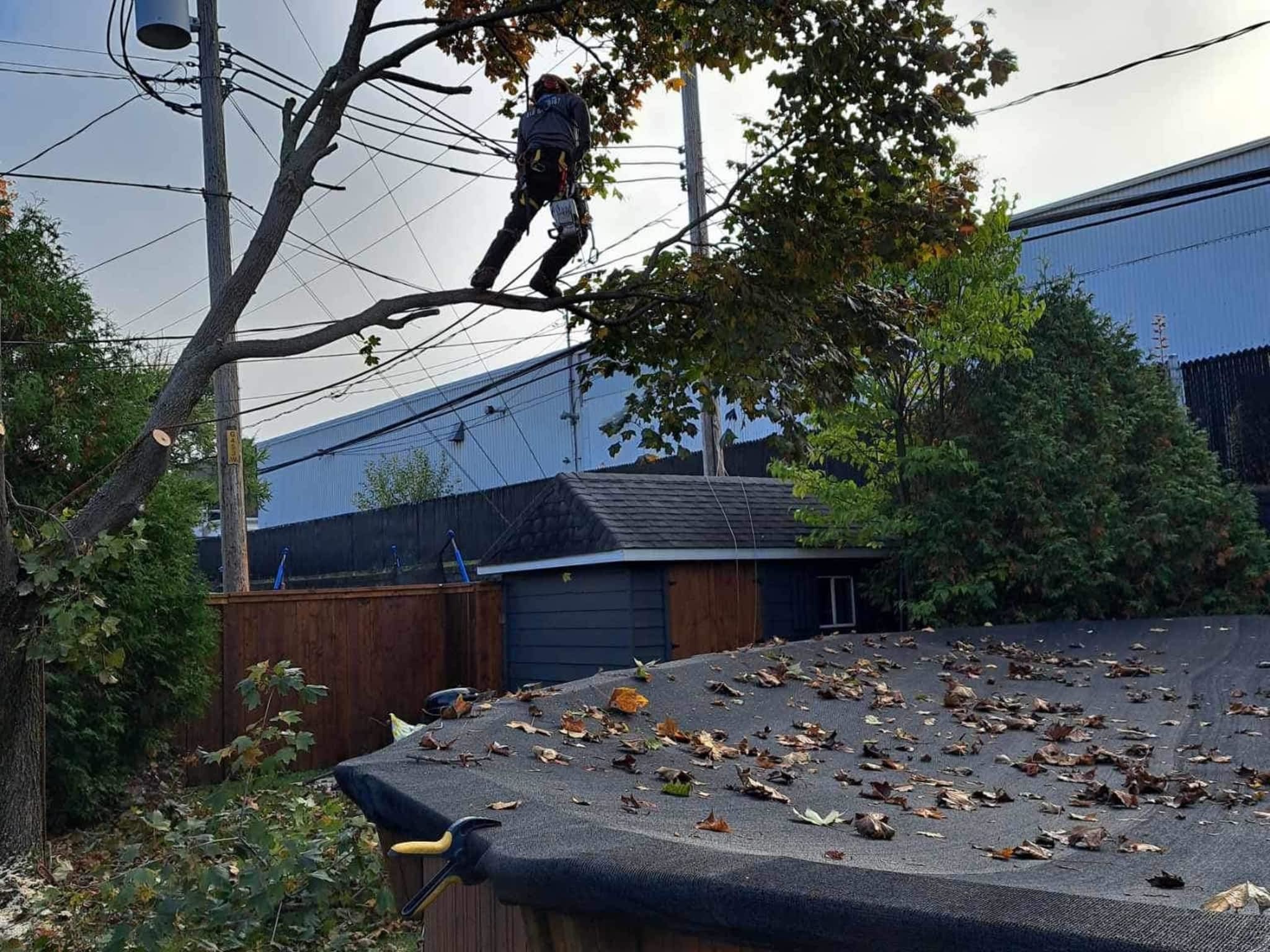 photo Arboriculture DB Inc.