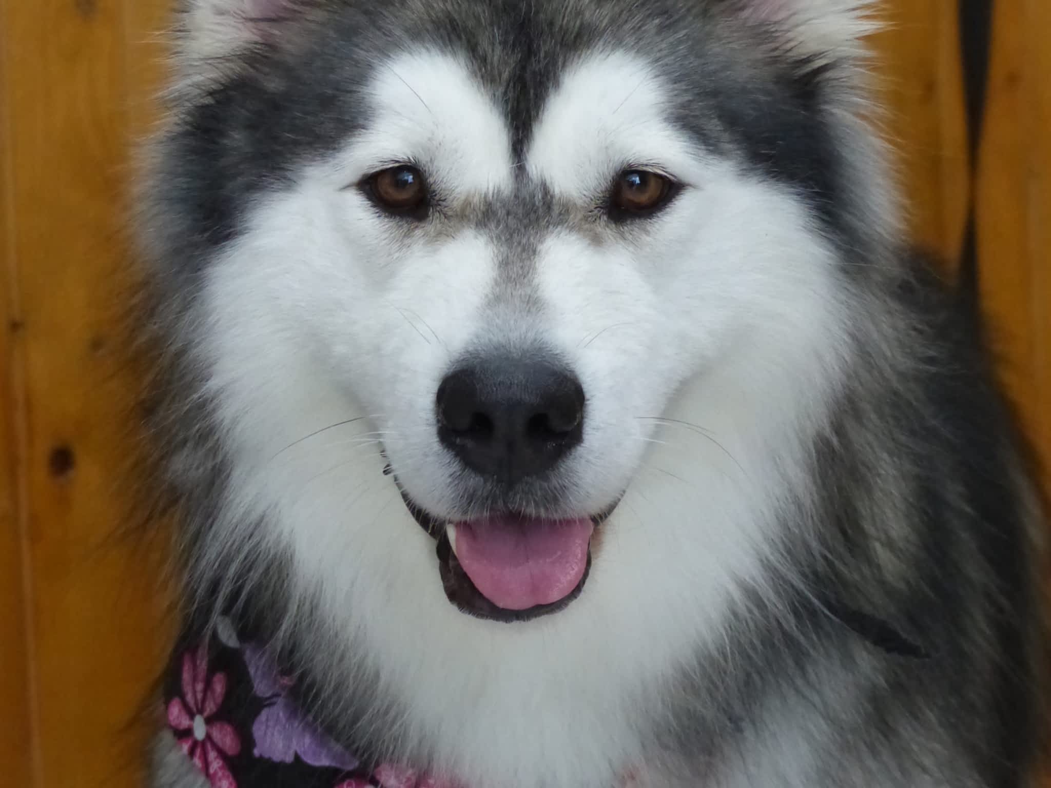 photo Salon Esthétique Canin Plus Enr