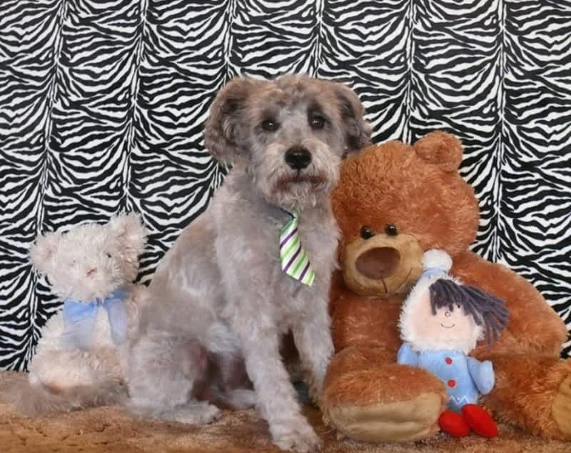 Ruff N Stuff Dog Grooming Qualicum Beach, BC 671 Memorial Ave