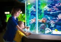 Must-see attractions for Vancouver kids