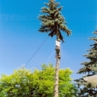 Troup's Trees - Service d'entretien d'arbres
