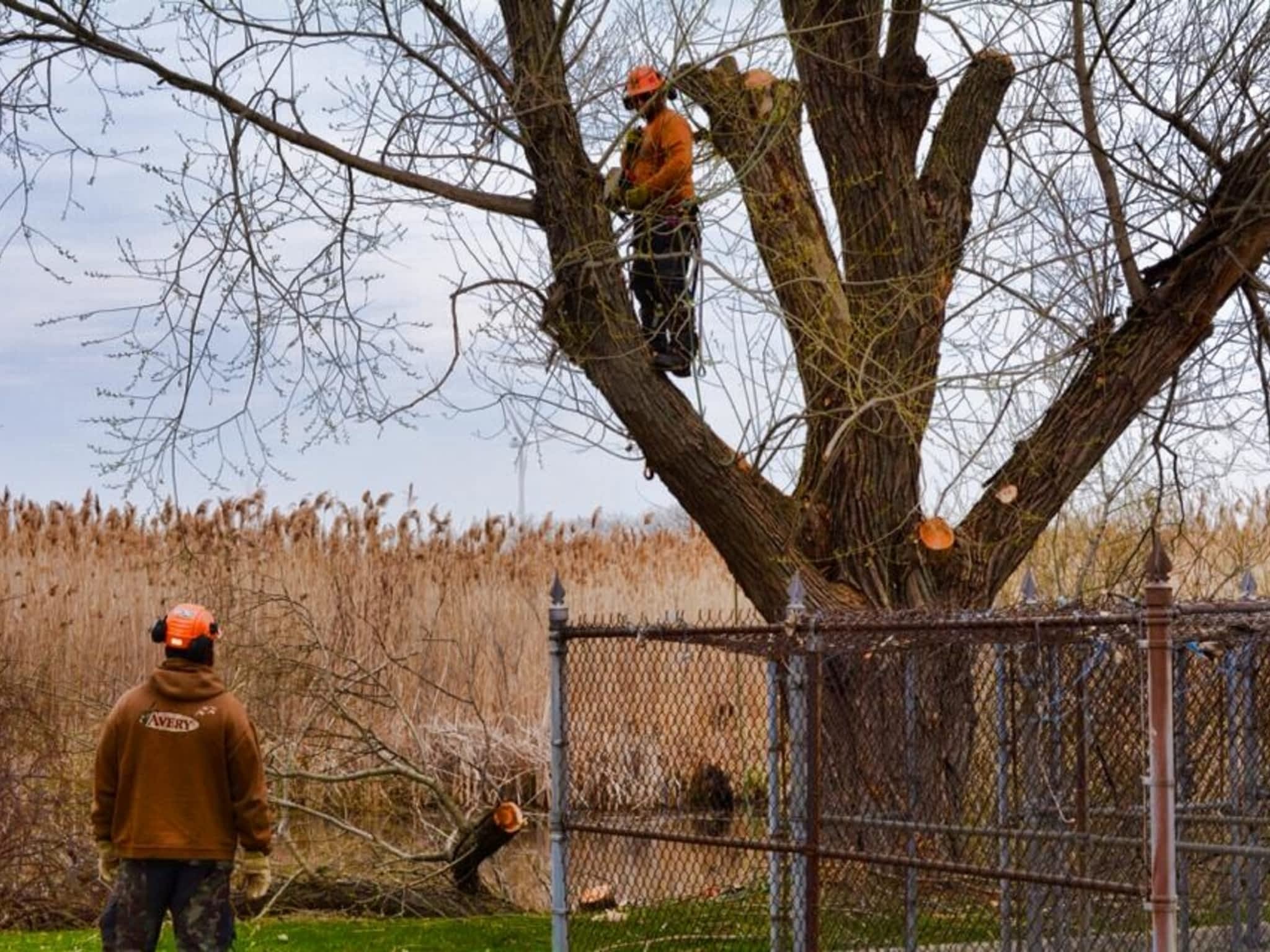 photo Sydenham Tree Service