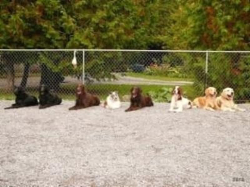 photo Dogs BeHaven Training Solutions