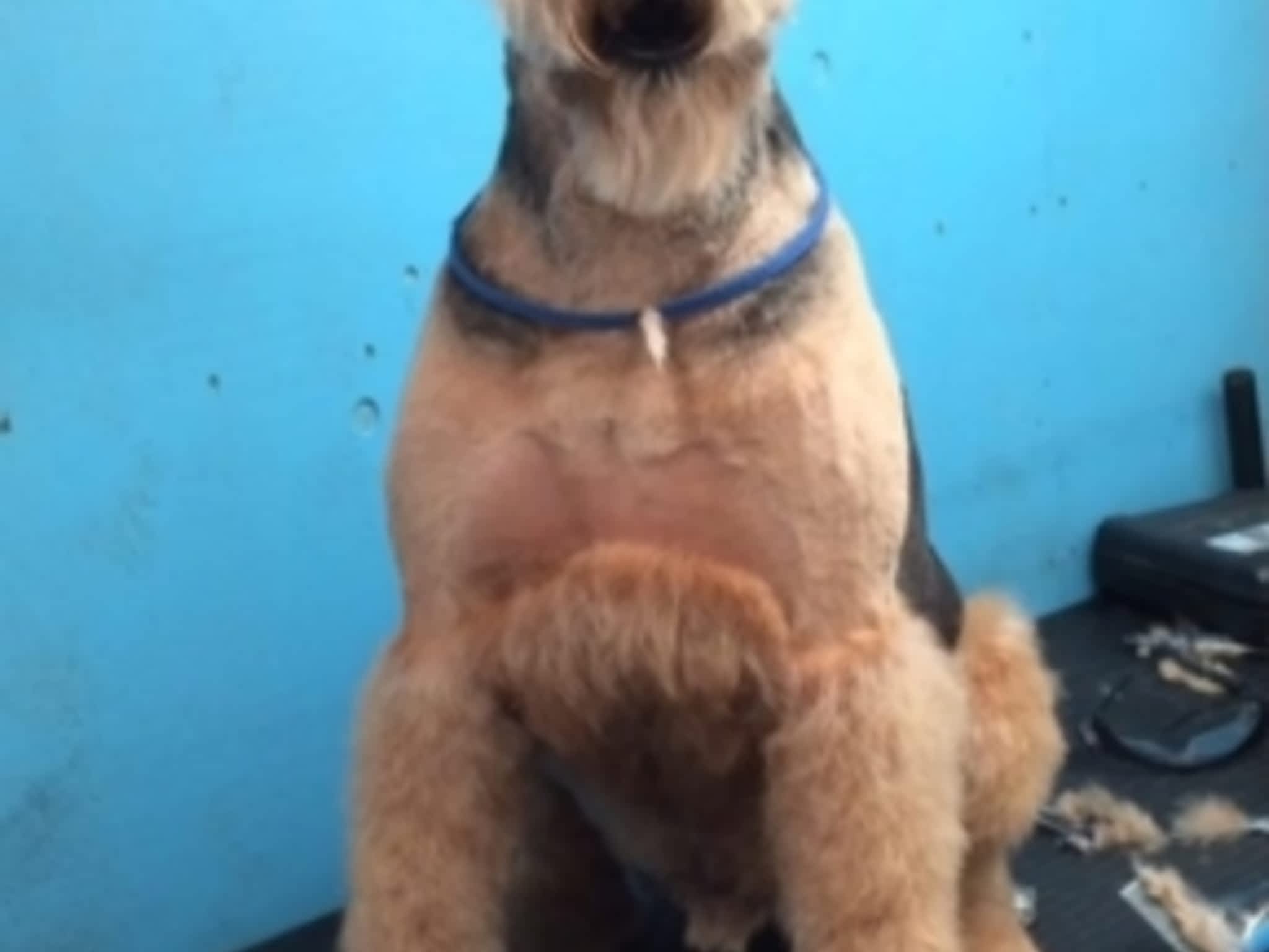 photo Toilettage Bionimo