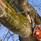 Rooted Tree Removal - Tree Service