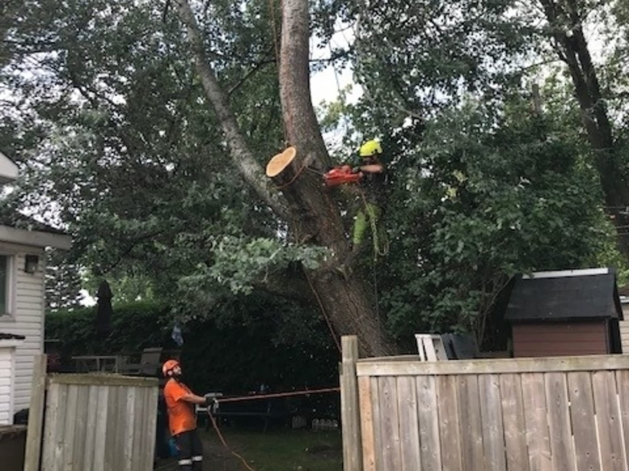 photo JM Arboriculture