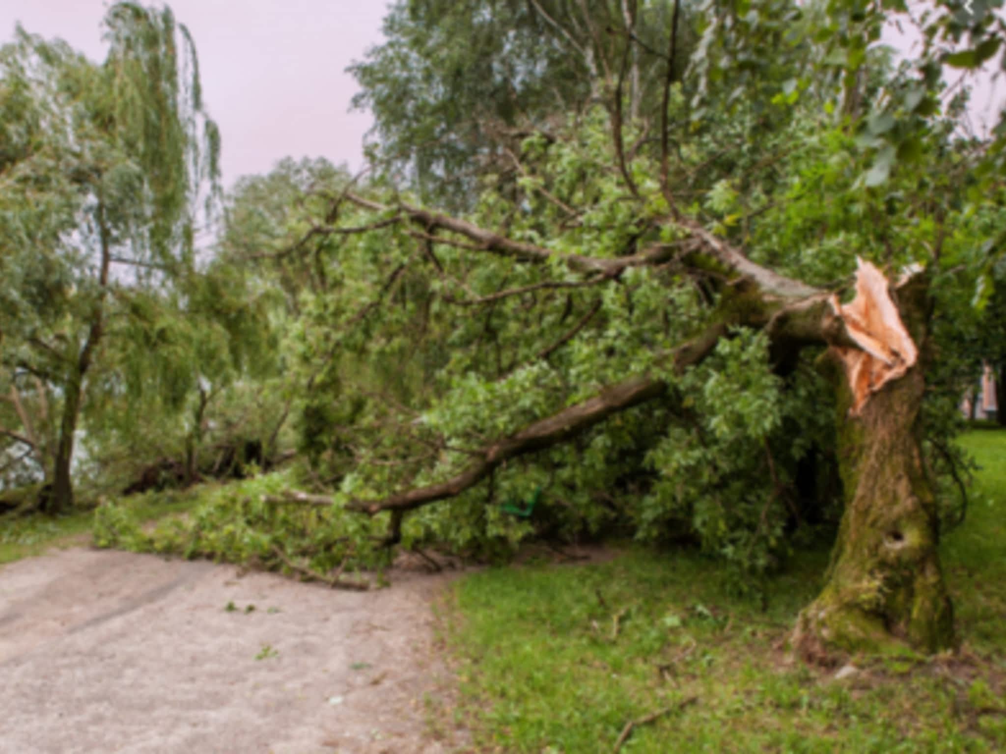 photo Above & Beyond Tree Service