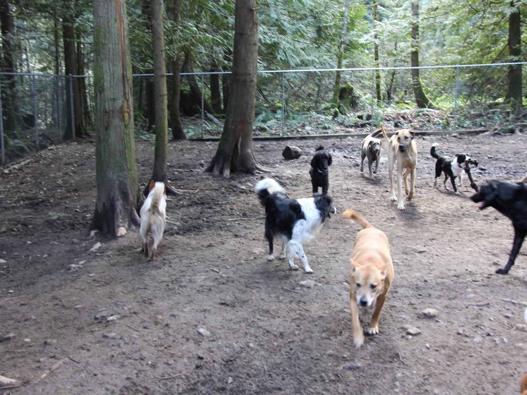 photo Happy Tails Dog Daycare