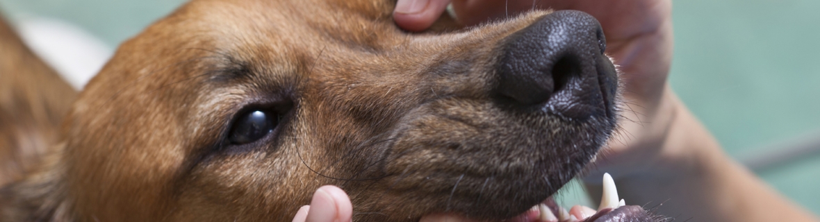 Furry first aid: Veterinarians and animal clinics in Calgary