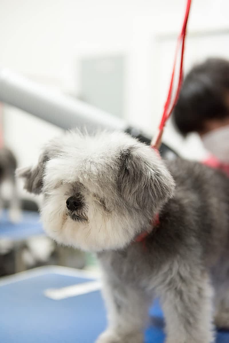 Pawsh Dog Spa & Boutique Vancouver, BC 80 Smithe St Canpages