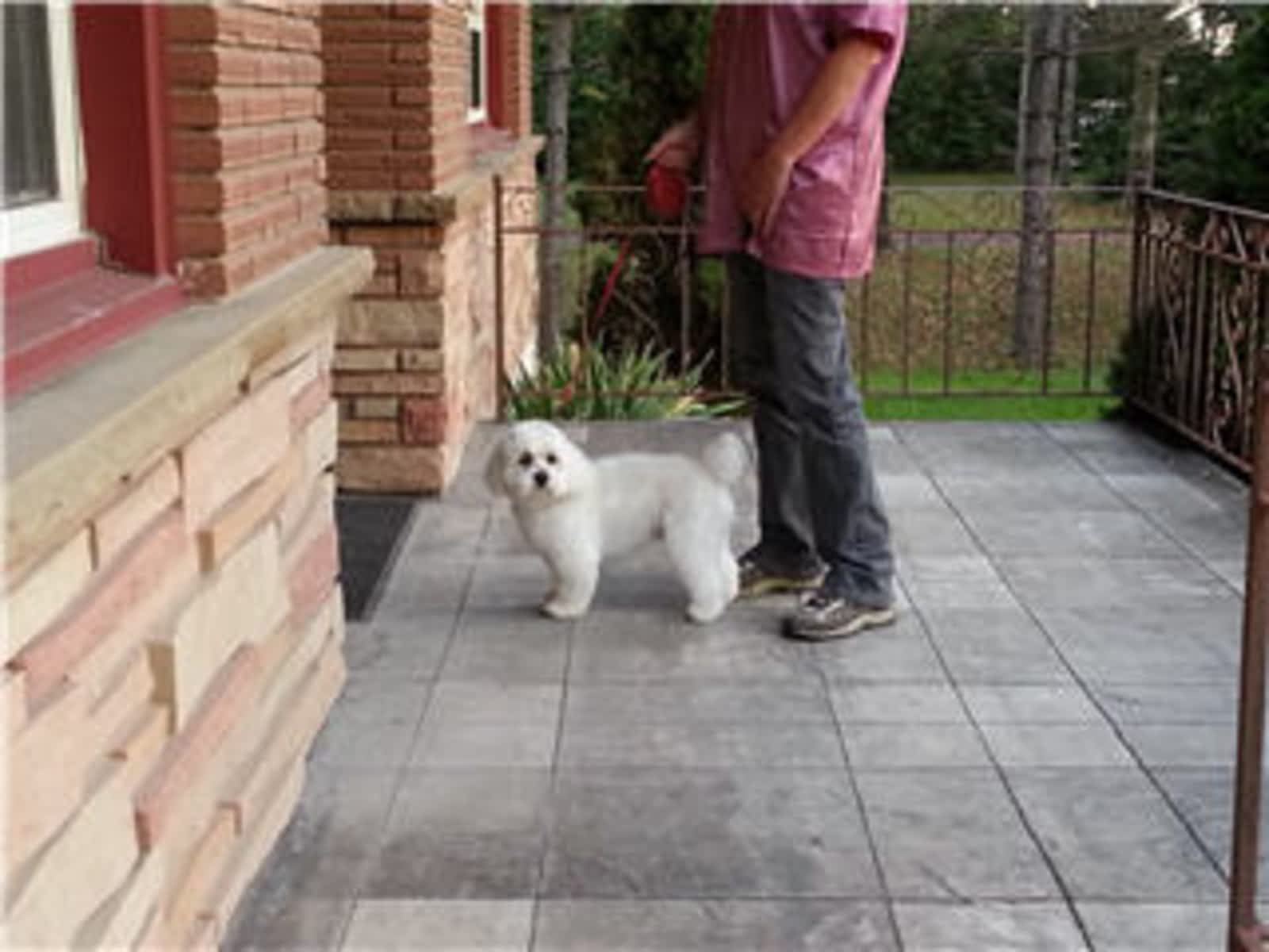 stinky paws mobile pet grooming