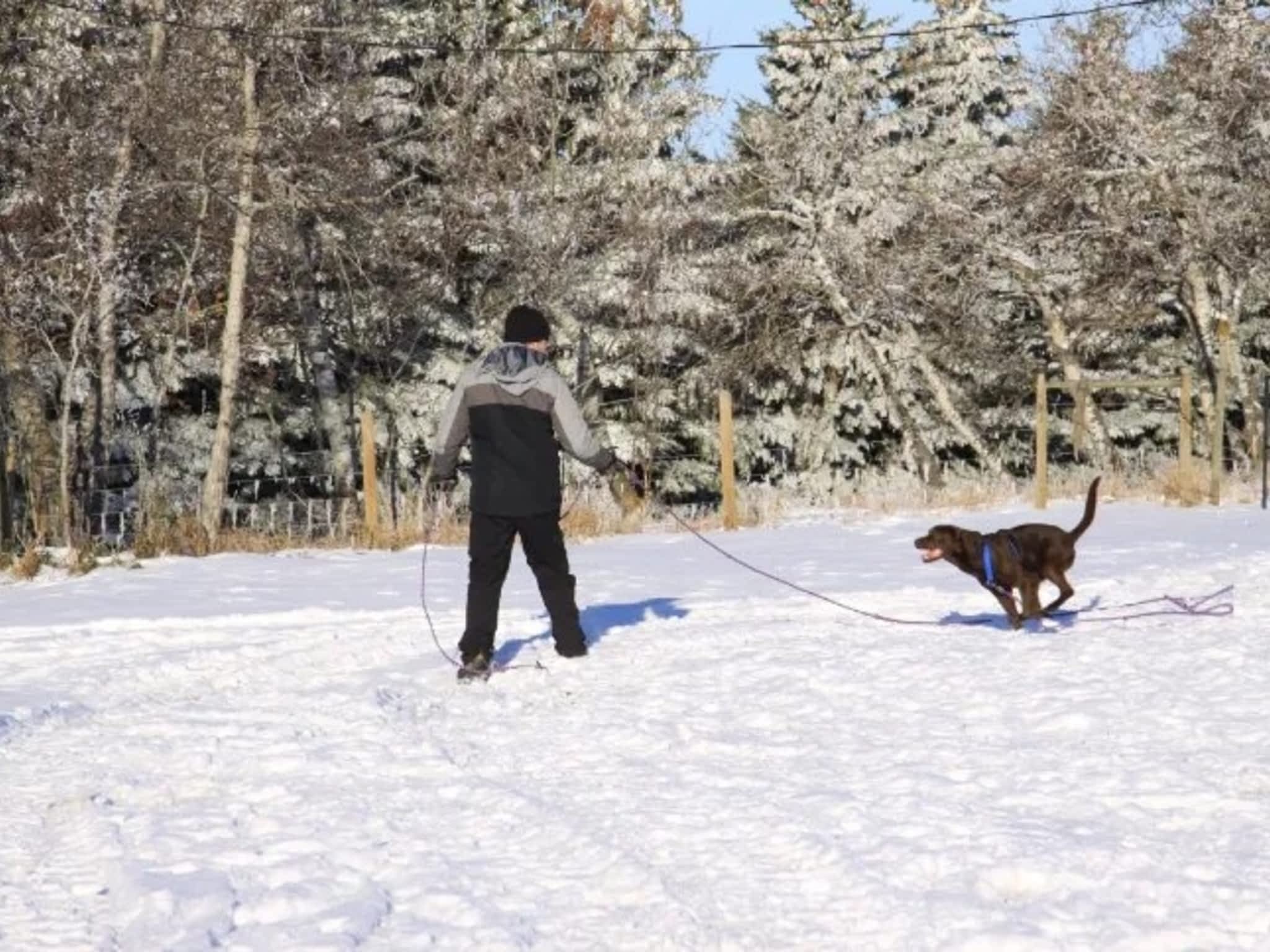 photo Dog Squad - Calgary Dog Trainer