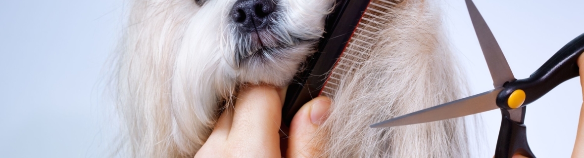 Haircuts for cats and dogs: Pet groomers in Calgary