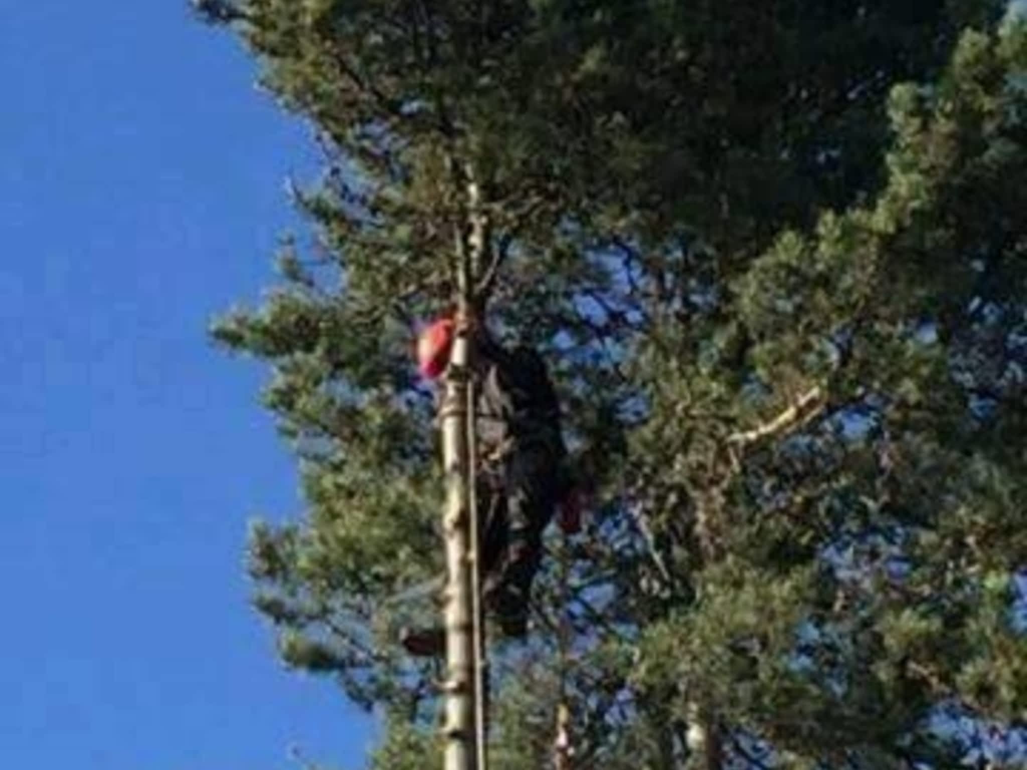 photo Tree Solutions