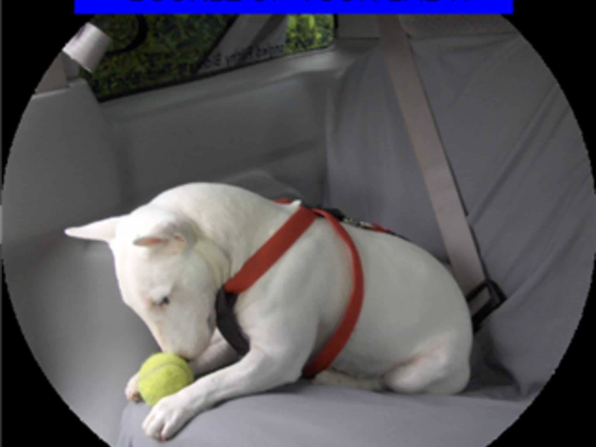 photo Soggy Dog Car Seat Covers