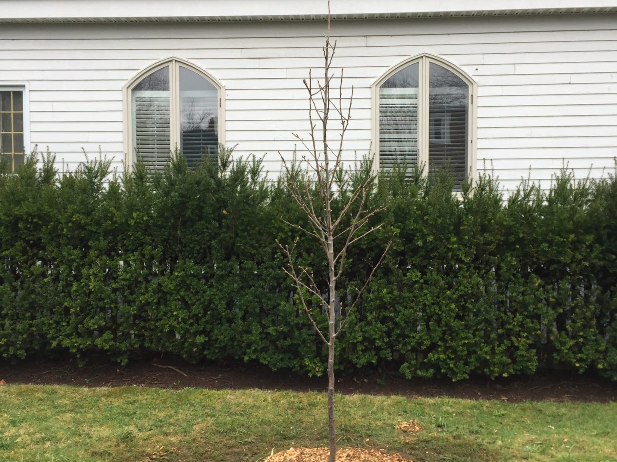 photo Solid Tree Care