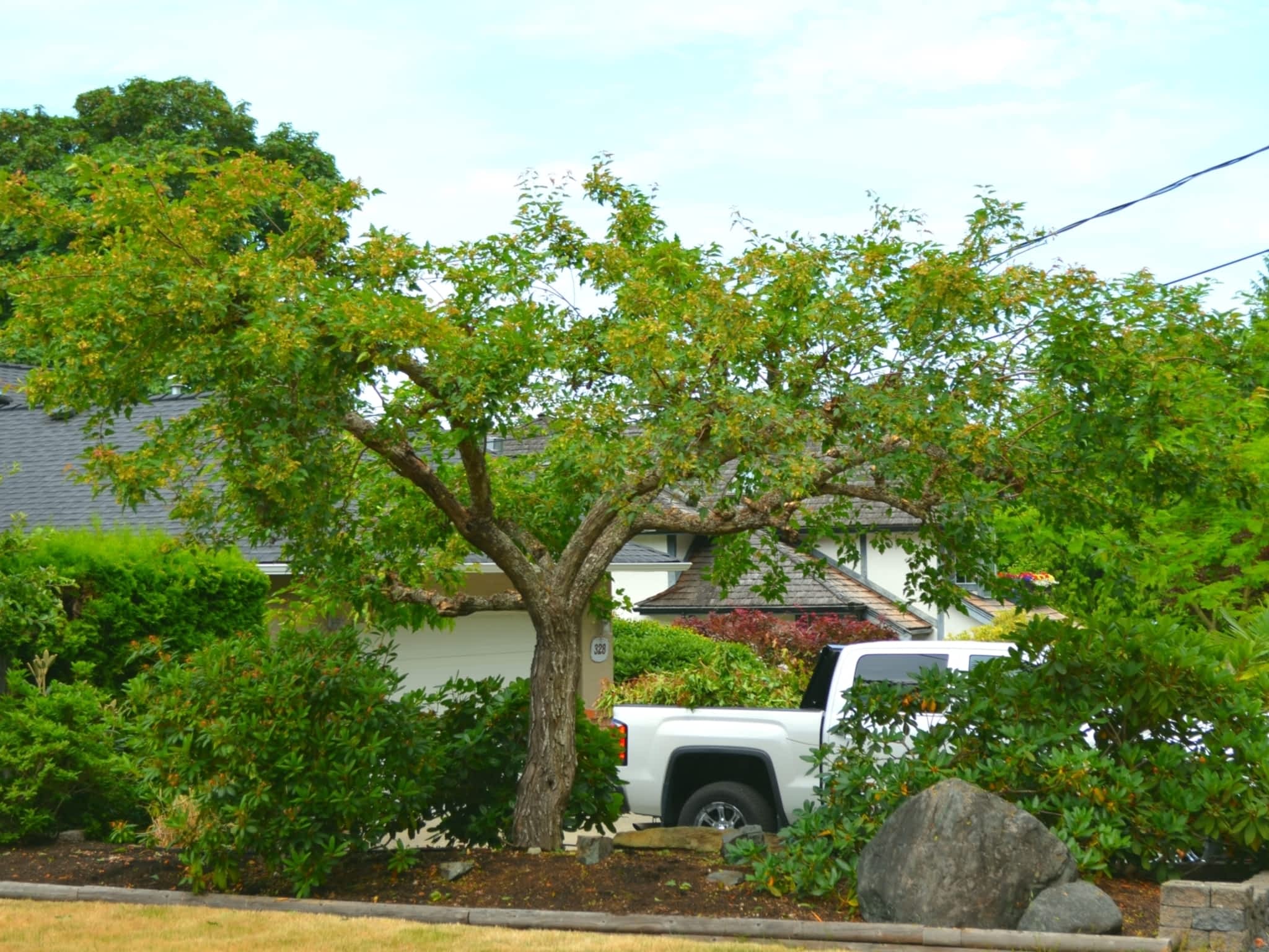 photo Harmony Pruning Service