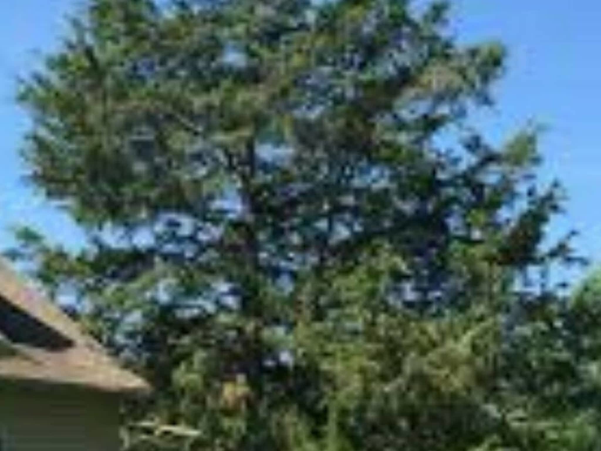 photo Tyrel's Tree Service