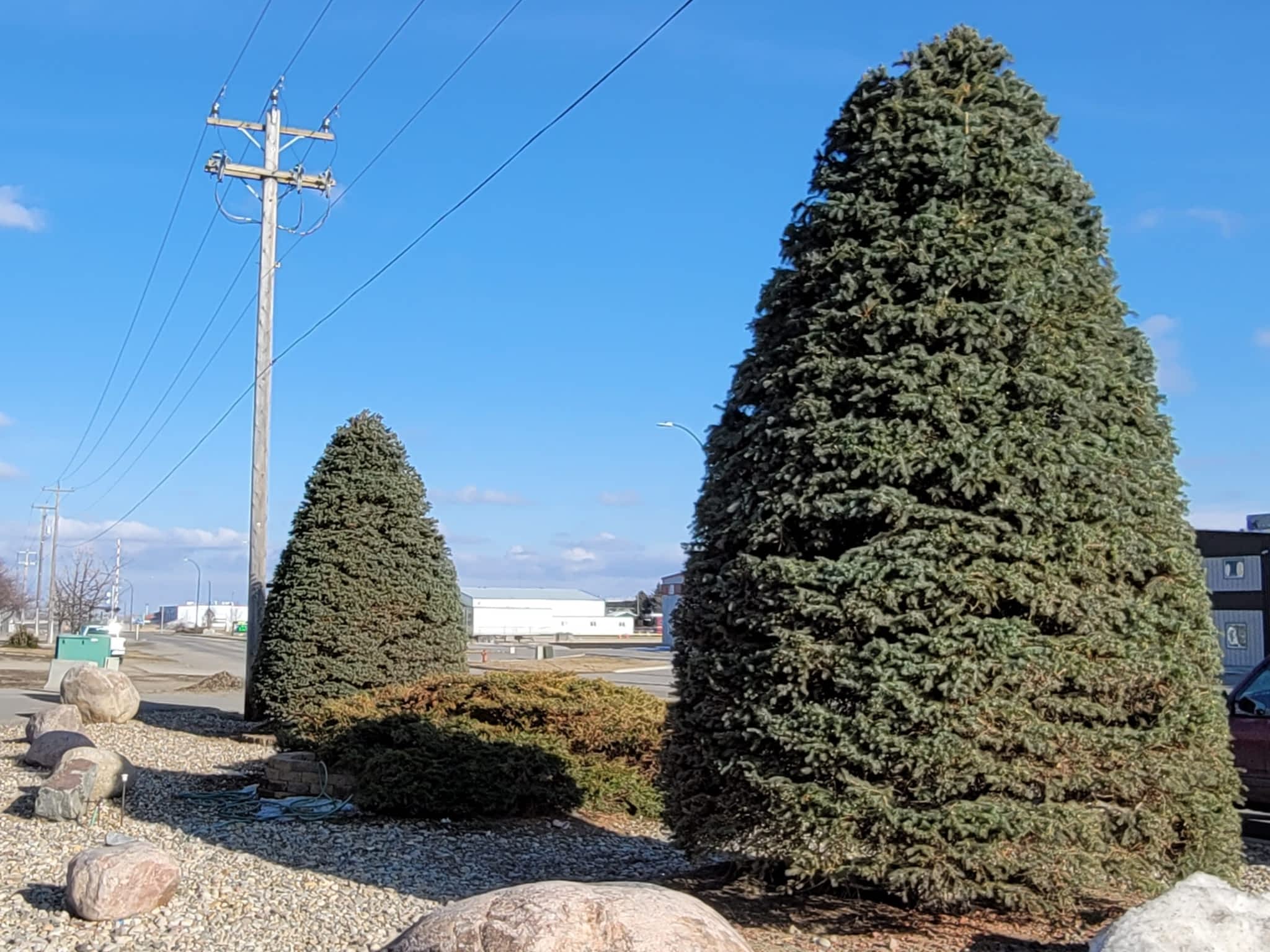 photo The Tree Man and Son
