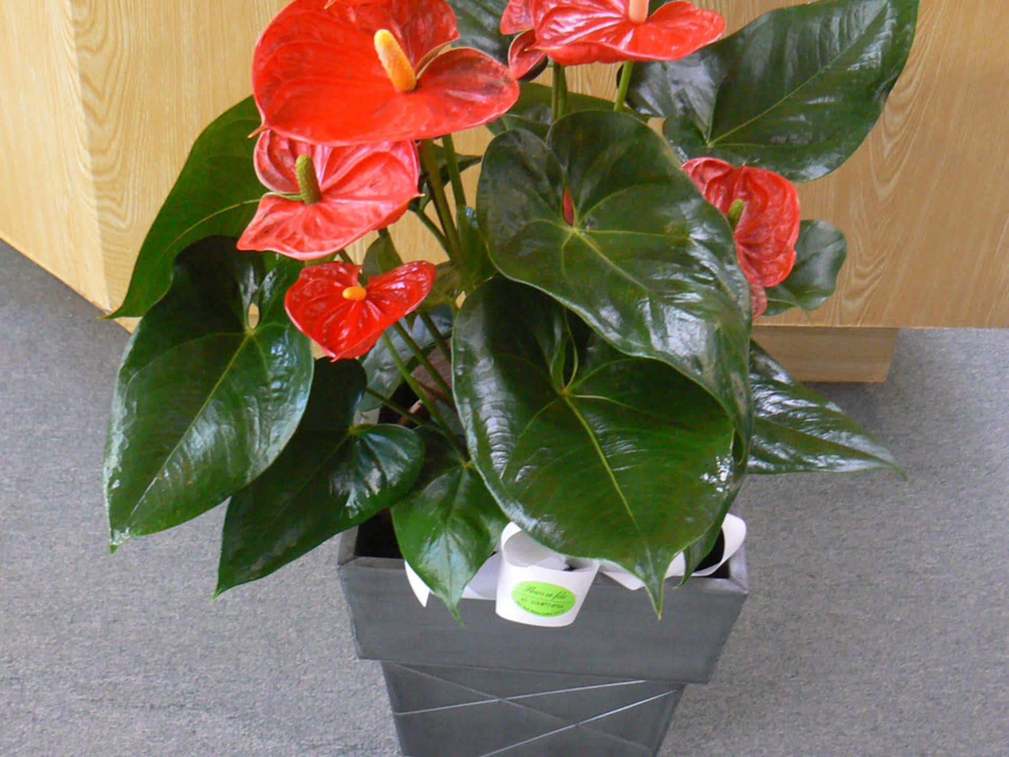 photo Fleurs En Folie