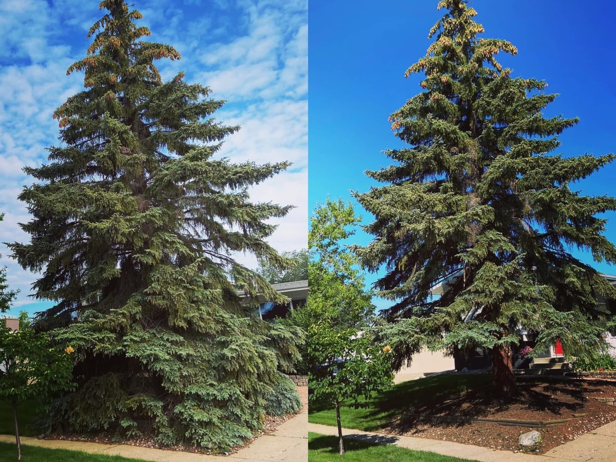 photo Mayday Tree Services