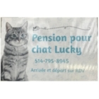 Pension pour Chat Lucky - Garderie d'animaux de compagnie