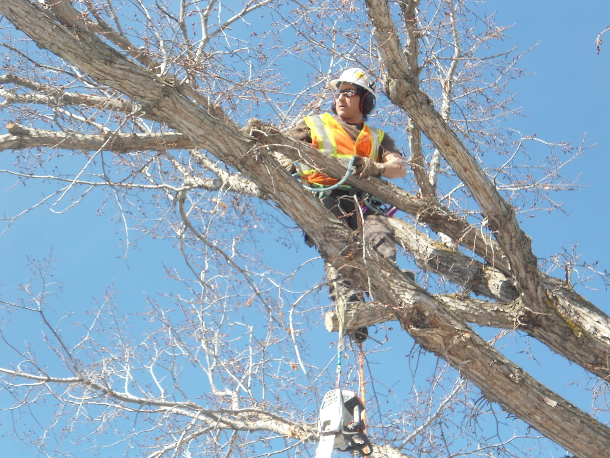 photo Red Oak Tree Care Edmonton