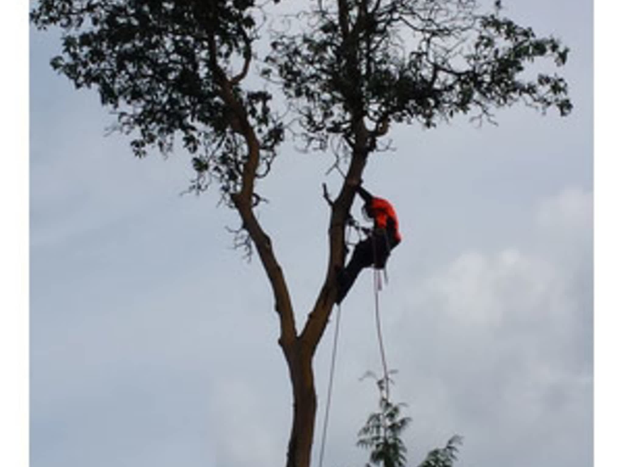 photo Western Island Tree Service Ltd