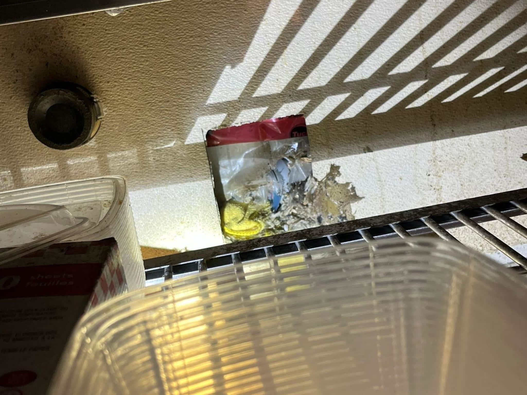 photo Phantom Pest Control Maple Ridge