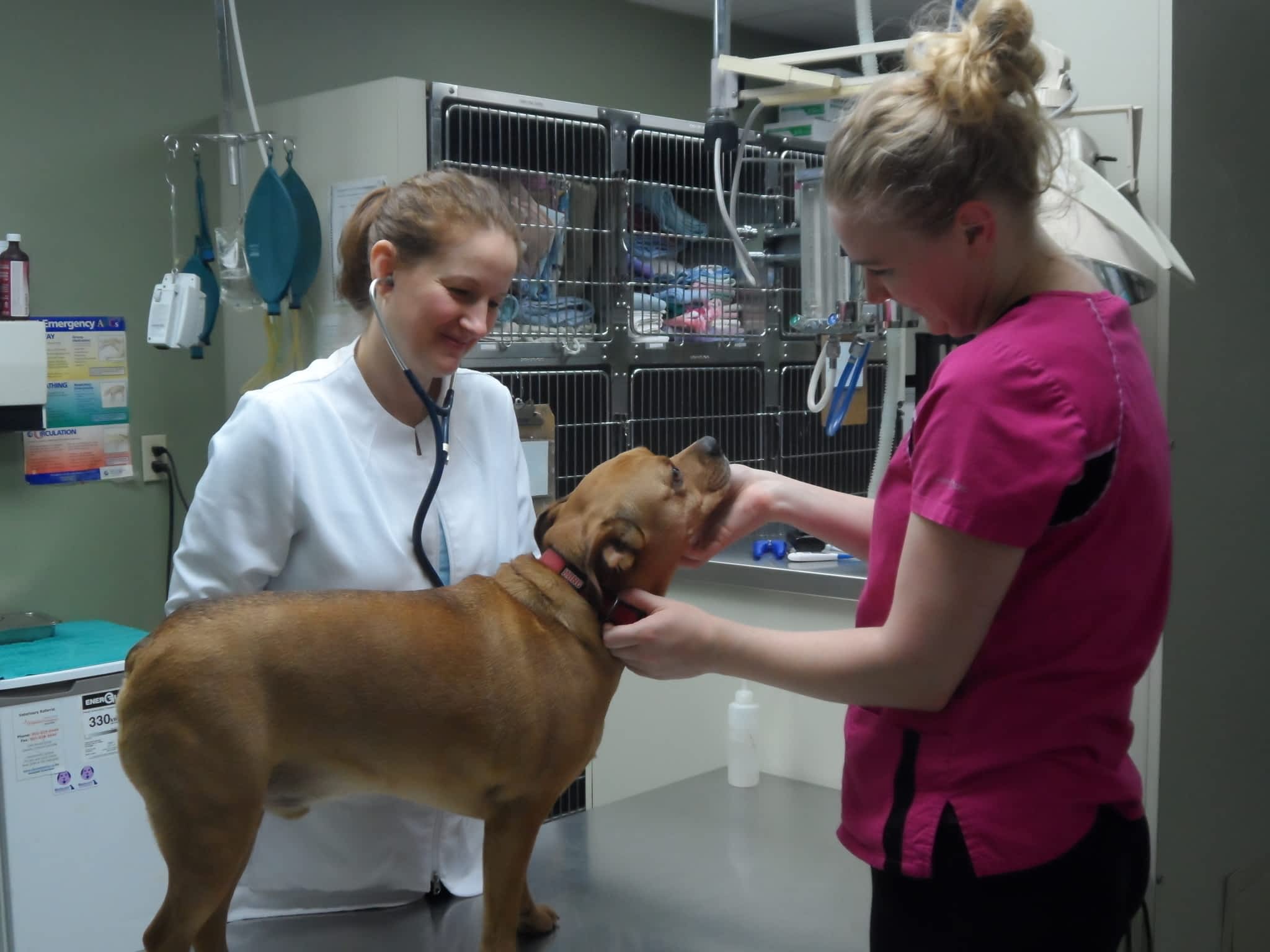 photo Derrydale Animal Hospital