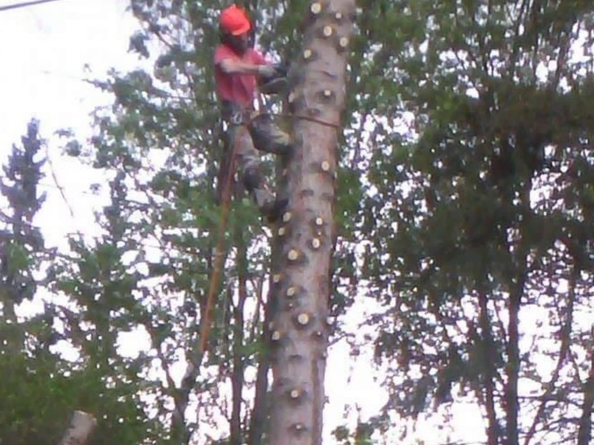 photo Tree Solutions