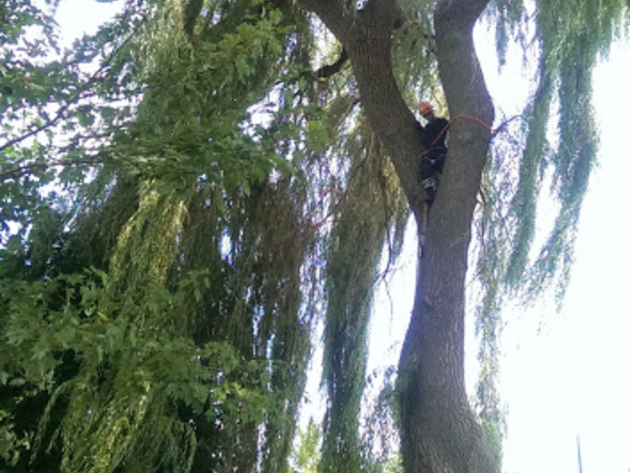 photo Clearview Tree Service