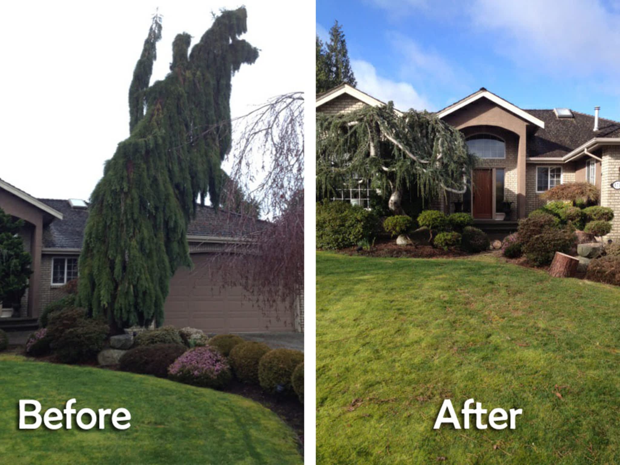 photo Treeco Tree Service