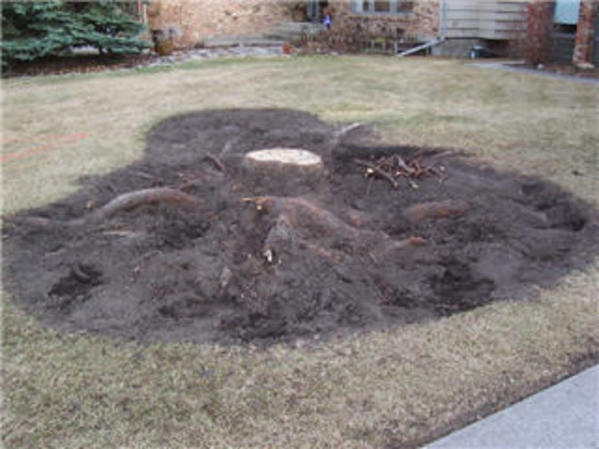 photo Stump Solution