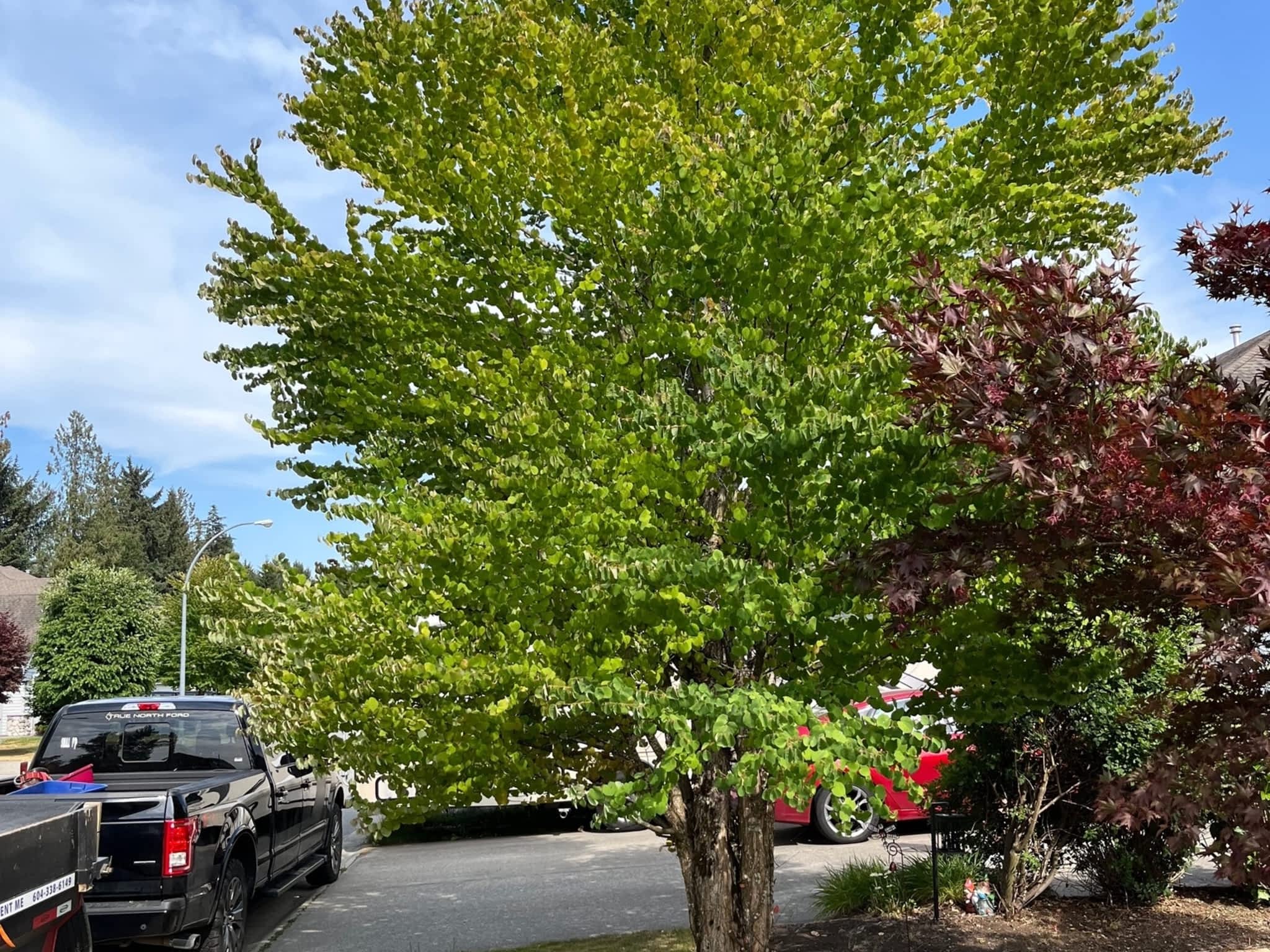 photo Prime Tree Services