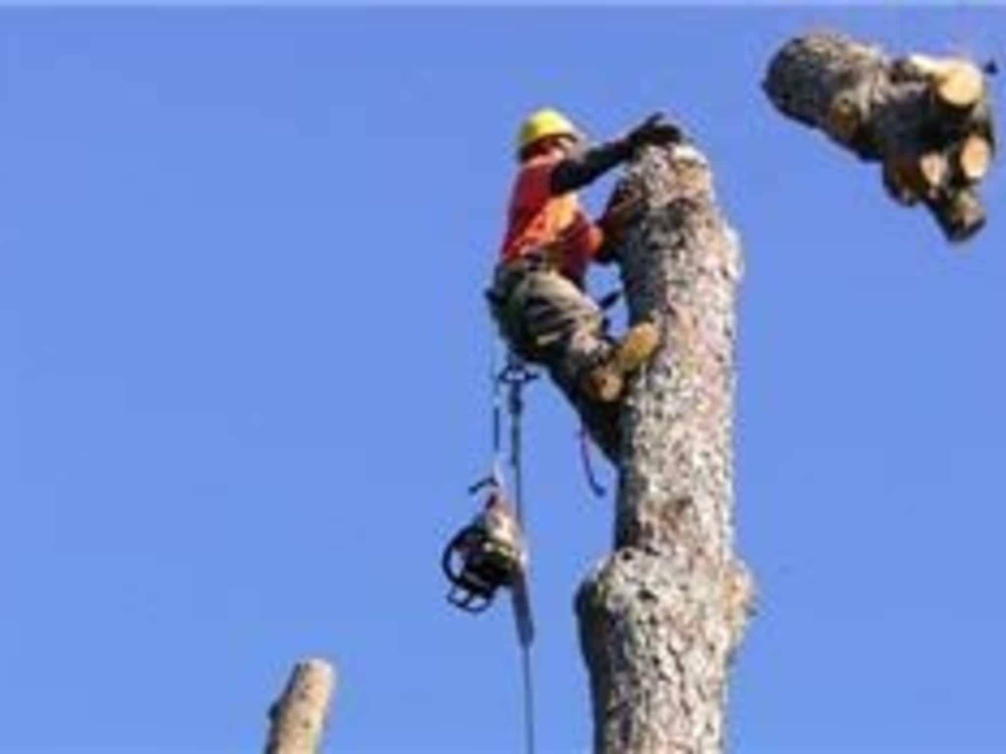 photo Pine Valley Contracting & Tree Services