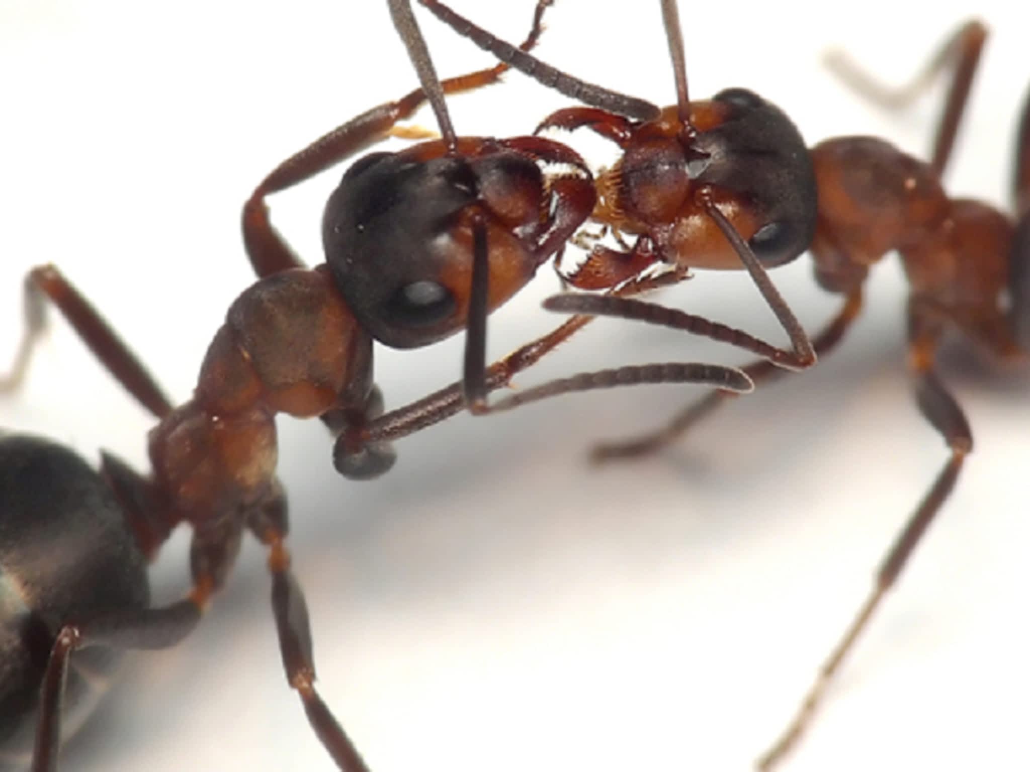 photo Roger Extermination Inc