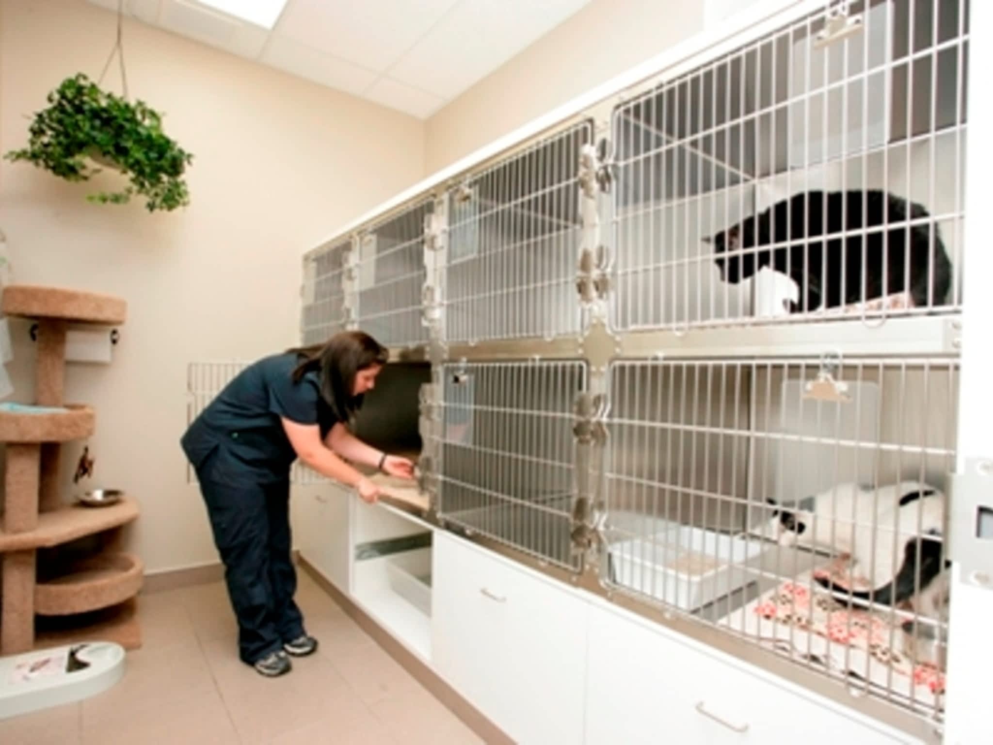 photo Mountainview Animal Hospital