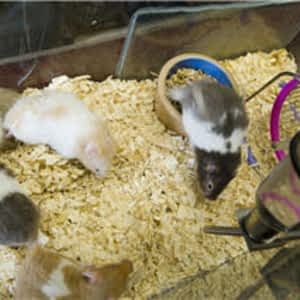 Martas sales pet shop