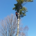 Labelle Tree Service - Tree Service