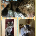 Truffe Et Museau - Pet Grooming, Clipping & Washing