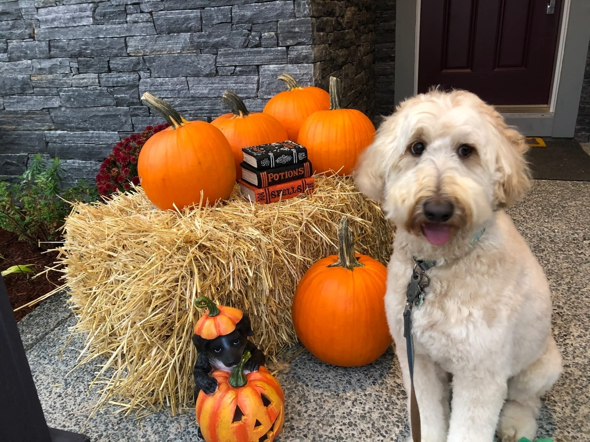 photo Sticks & Bones Dog Grooming