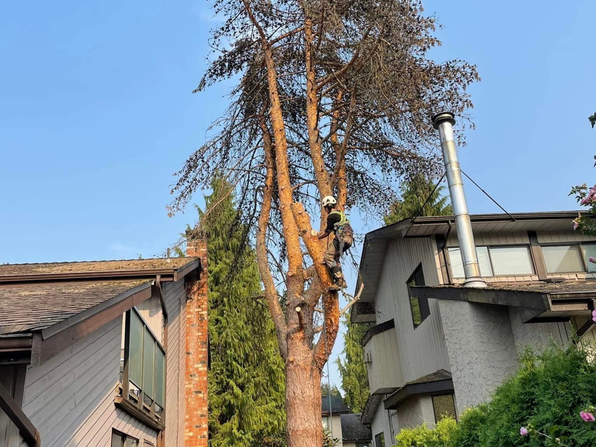 photo Prime Tree Services