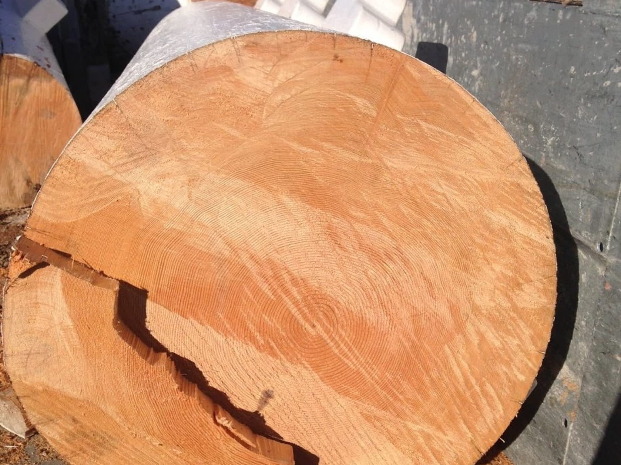 photo Solid Tree Care