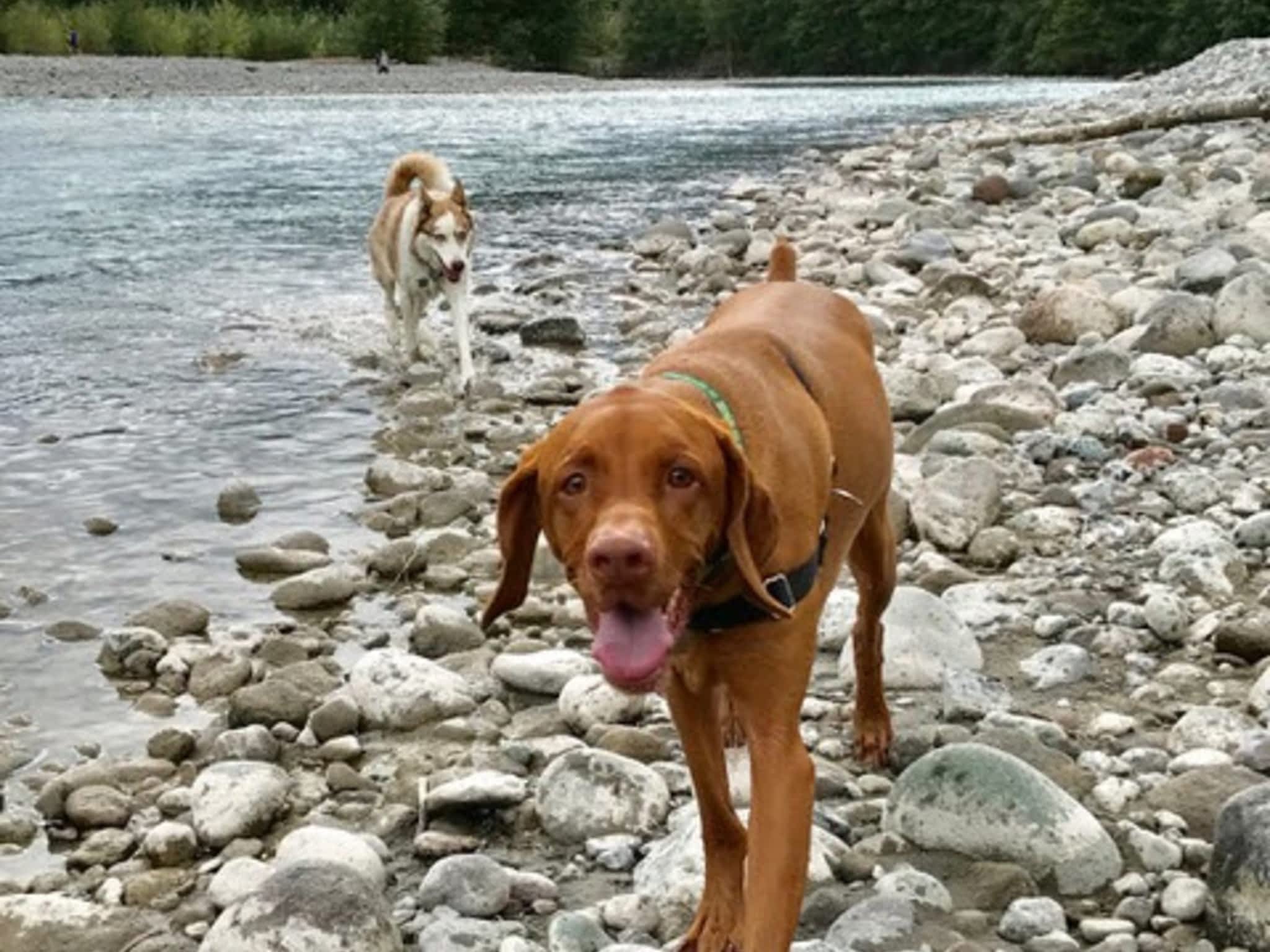 photo Mountain Bound Hounds